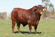 Выкупаем ОПТОМ от 10 голов Мясных быков породы Лимузин