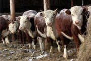Выкупаем ОПТОМ от 10 голов Мясных быков Герефордской породы
