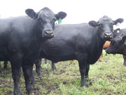 Выкупаем ОПТОМ от 12 голов Мясных быков Абердин-Ангусской породы
