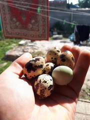 Домашние перепелиные яйца в Гомеле